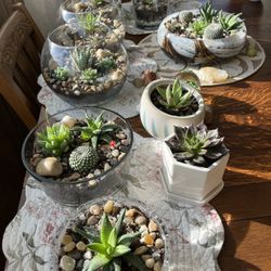 Handmade Cactus Succulent Terrarium