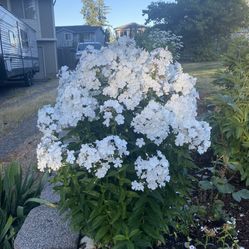 White Phlox Plant Flower Starters In Pot Last One 