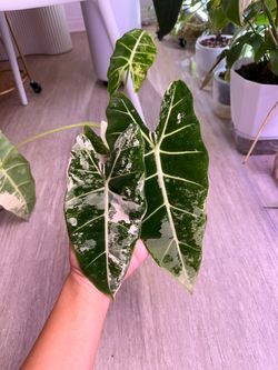 Alocasia Frydek Variegated Plant - Semi Hydro Set Up