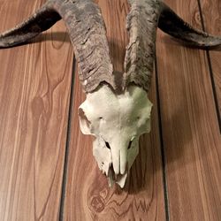Real Goat Skull 