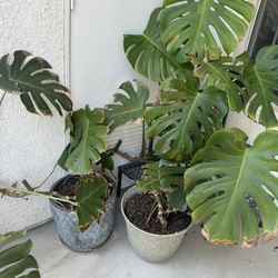 $30 (2) Large Monstera Plants, (2) Pots 