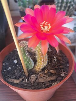 Small 🌵