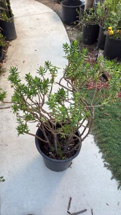 Miniature Pine Tree