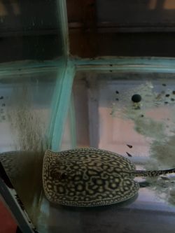 Fish tank