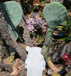 Opuntia Cactus