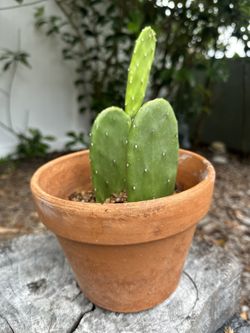Cactus Plant