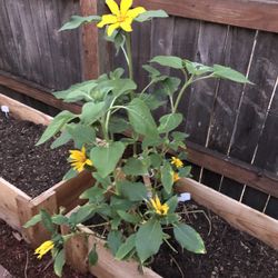 Sunflower Plant 