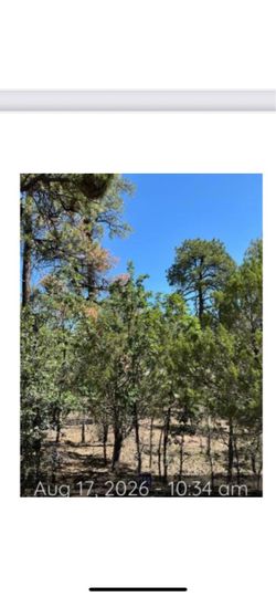 Pine tree firewood FREE