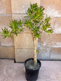 Crassula Ovata Suculent Plant