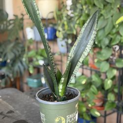 Silver Edge Snake Plant