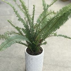 $9 Fern plant
