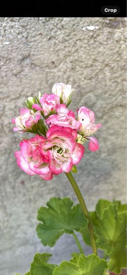 Apple blossom geranium plant