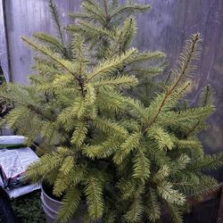 Real  Christmas Tree 