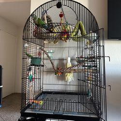 Bird Cage 