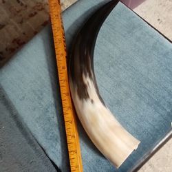 Polished Drinking Horn