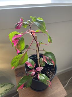 Alternanthera ficoidea 'Party Time'