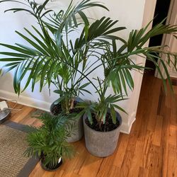 Indoor Tropical Plants With Pots