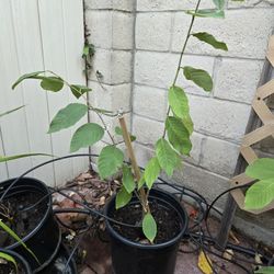 Cheramoya Fruit Tree.  2 Ft. Tall