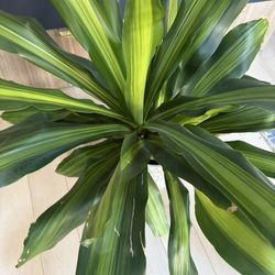 House Plant In the Pot