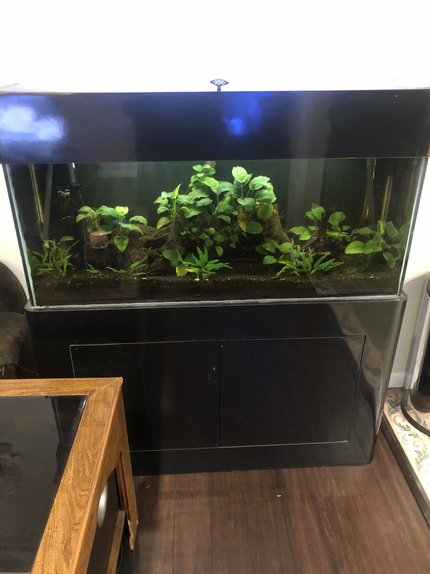 60 gallon freshwater aquarium