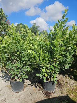Huge Clusias about 7 feet tall  Instant privacy hedge for fence