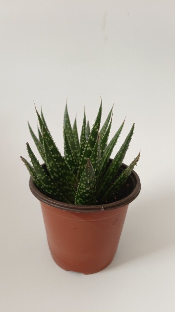 Succulent for Sale! π΅