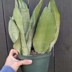 Sansevieria Moonshine Snake Plant 6" Pot - Indoor House Plants 
