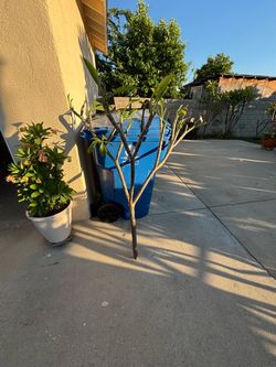 Plumeria gratis