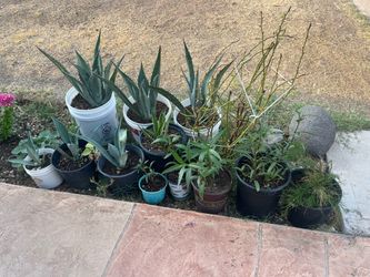 Assorted Plants Collection Part Three