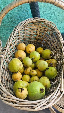 Pink Guavas free