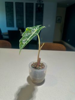 Alocasia Polly