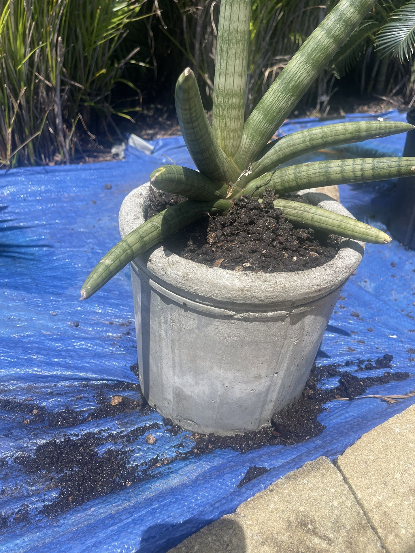 Indoor/Outdoor Concrete Planter Pots