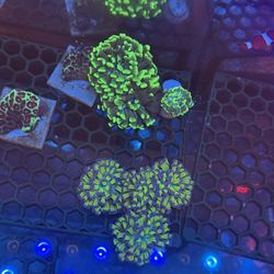 Fake Coral Decorations