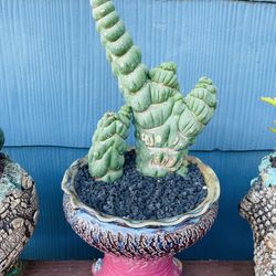 Eulychina Castanea Cactus Crest Imported