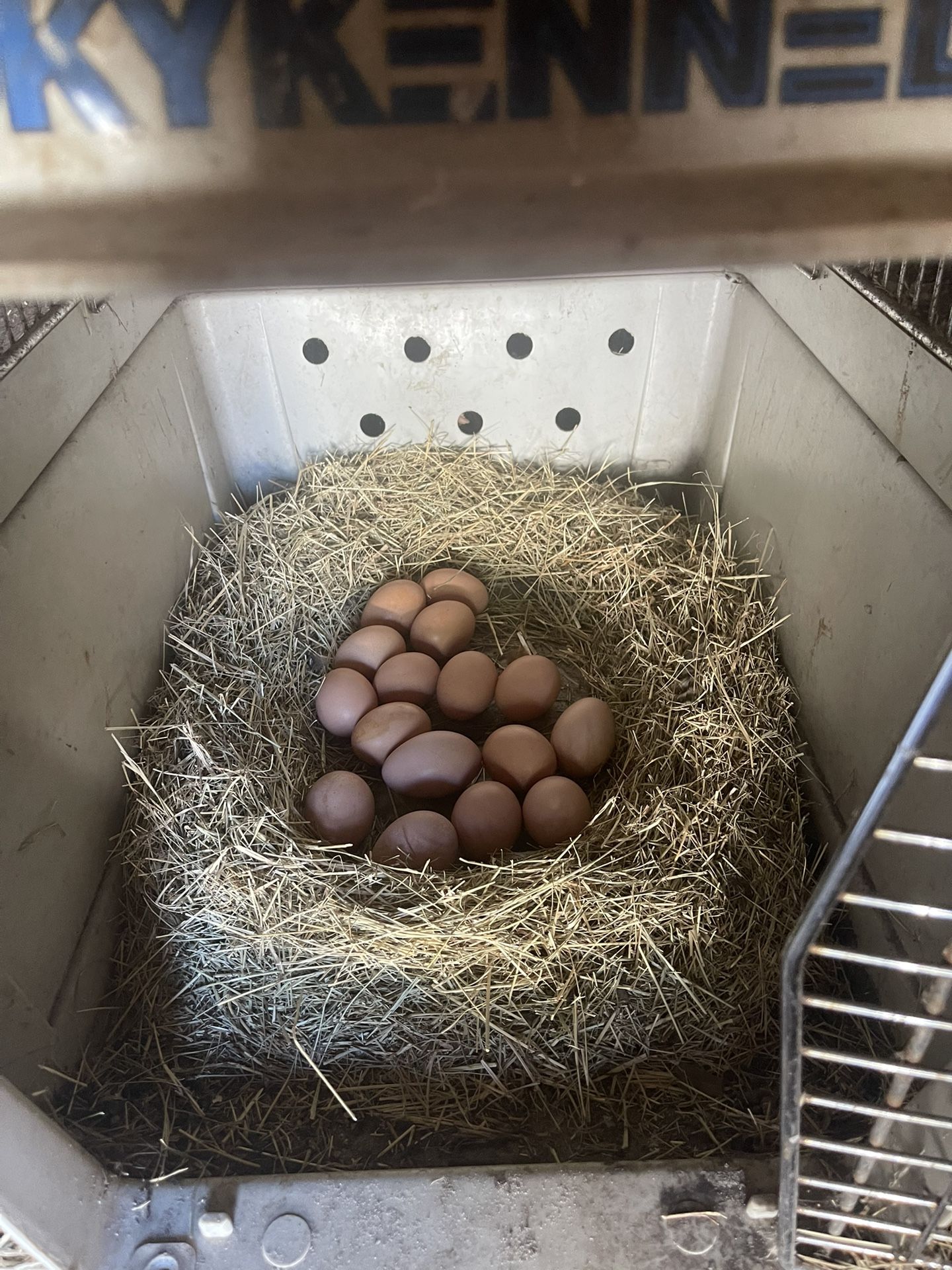 Fresh organic eggs