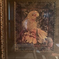 Golden Parakeets ( Conures) Prints