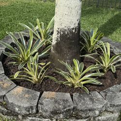 Beautiful Bromeliad Plants 