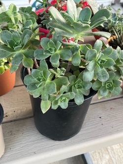 Aeoniom plant