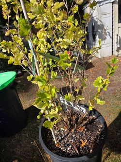3 x Berry bushes, White Currant, Gooseberry, Yostaberry