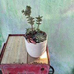 Potted Succulent 