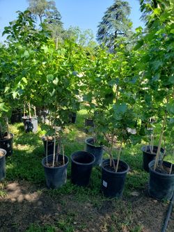 Red Grape Tree