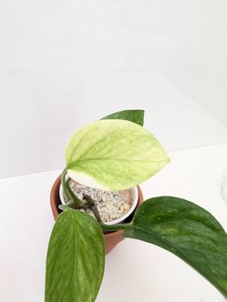 Japanese Teruno Hanahana Pothos