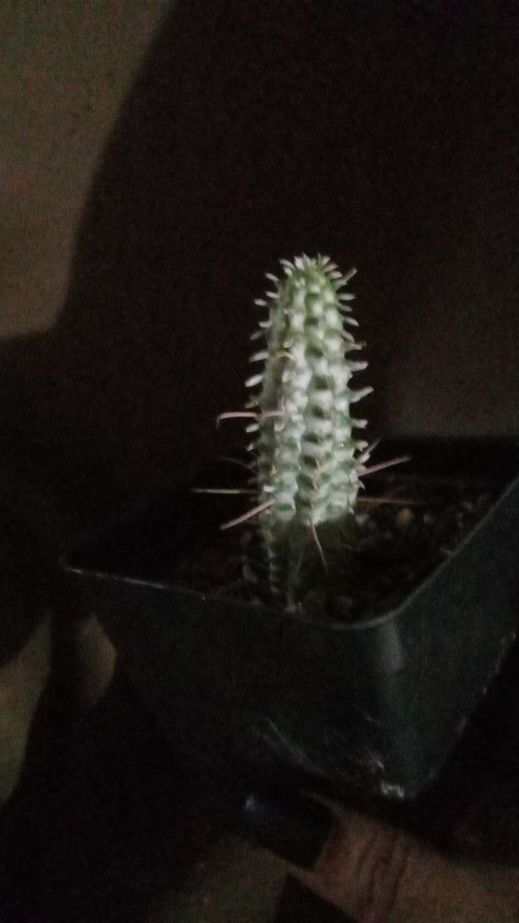 Corncob Cactus