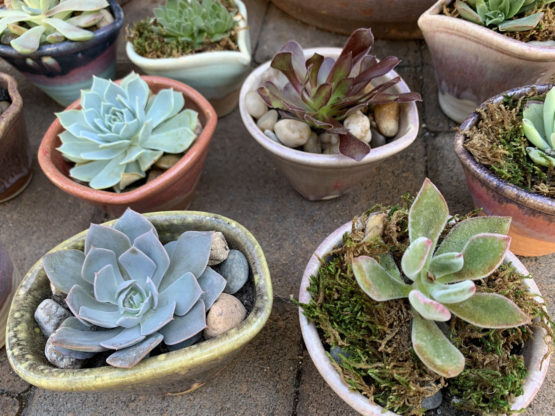 Assorted succulent plants in a beautiful ceramic pots $7. each
