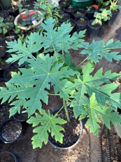 Mexican Papaya Tree In 5G $35 Price Firm
