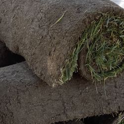 New Sod Roll 