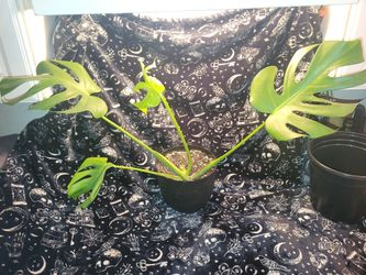 Monstera Deliciousa