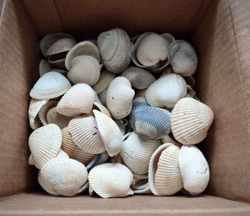 Lot of 10 Lbs Natural Multi-Color 2-2,5 in  Seashells Assorted Kinds From the Florida Beaches 