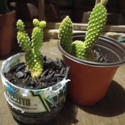 🐇Bunny Ear Cactus🐇