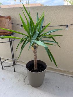 Yuka Live Plant Medium Size, Healthy
